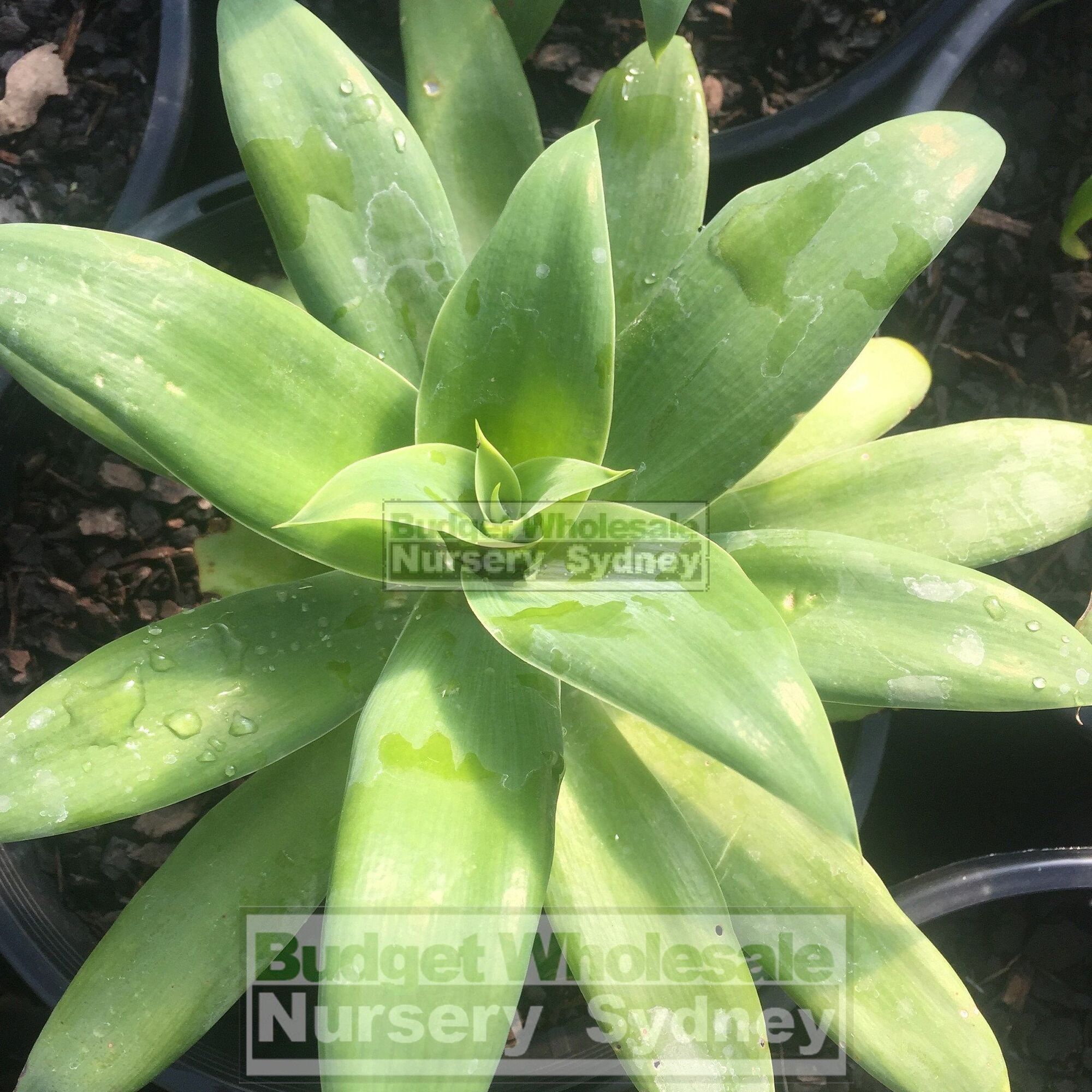 Budget Wholesale Nursery Sydney